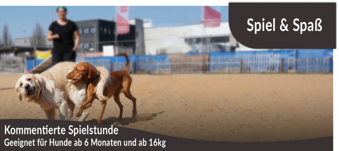 Kommentierte Spielstunde: Hunde ab 6 Monate und ab 16kg