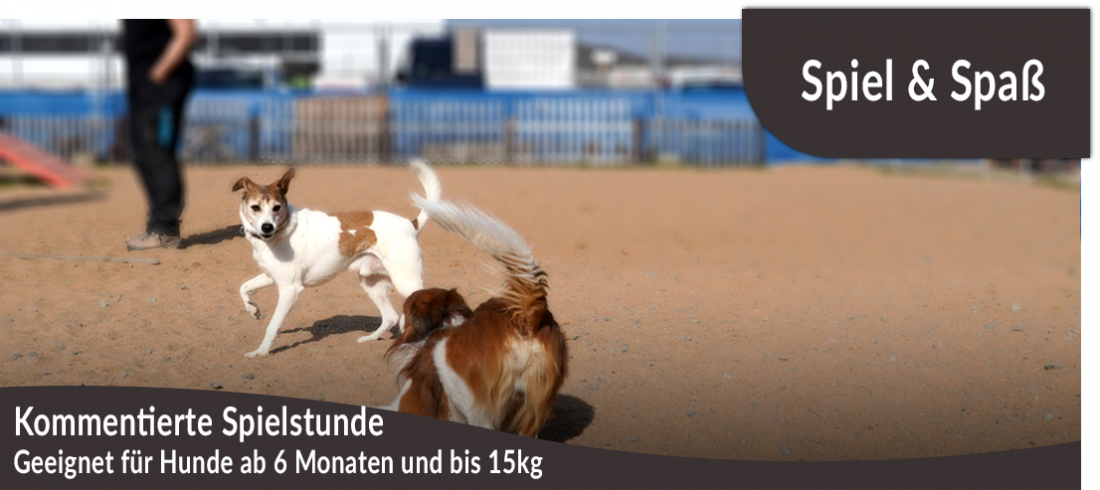 Kommentierte Spielstunde: Hunde ab 6 Monate und von 8kg bis ca. 15kg
